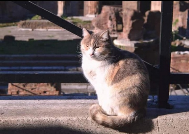 &quot; Le colonie feline di Roma &quot;